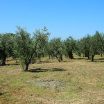 Affitto Appartamenti Casa Vacanza Gallipoli Baia Verde