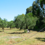 Affitto Appartamenti Casa Vacanza Gallipoli Baia Verde