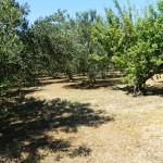 Affitto Appartamenti Casa Vacanza Gallipoli Baia Verde