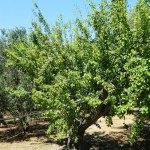 Affitto Appartamenti Casa Vacanza Gallipoli Baia Verde