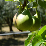 Affitto Appartamenti Casa Vacanza Gallipoli Baia Verde