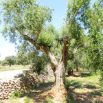 Affitto Appartamenti Casa Vacanza Gallipoli Baia Verde