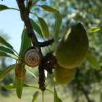 Affitto Appartamenti Casa Vacanza Gallipoli Baia Verde